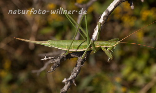 Sägeschrecke (Sago pedo) Hundsheimer Berg Niederösterrreich Foto W. Willner-108