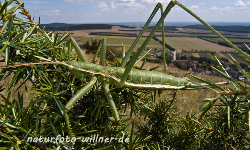 Sägeschrecke (Sago pedo) Hundsheimer Berg Niederösterrreich Foto W. Willner-192