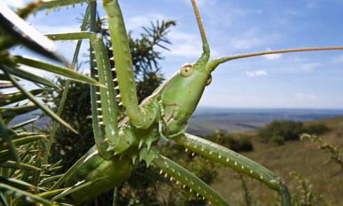 Sägeschrecke (Sago pedo) Hundsheimer Berg Niederösterrreich Foto W. Willner-202