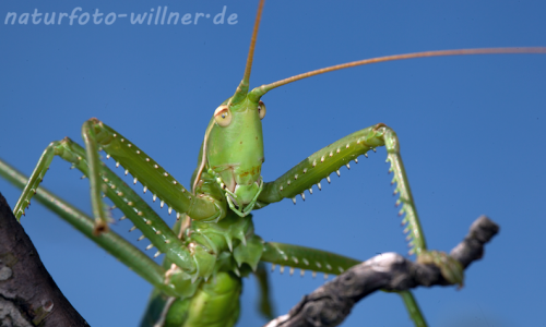 Sägeschrecke (Sago pedo)Naturfoto Willner Sägeschrecke (Sago pedo)