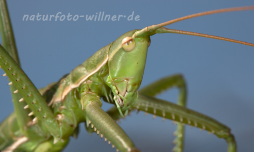Sägeschrecke (Sago pedo) Hundsheimer Berg Niederösterrreich Foto W. Willner-91