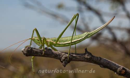 Sägeschrecke (Sago pedo) Hundsheimer Berg Niederösterrreich Foto W. Willner-99