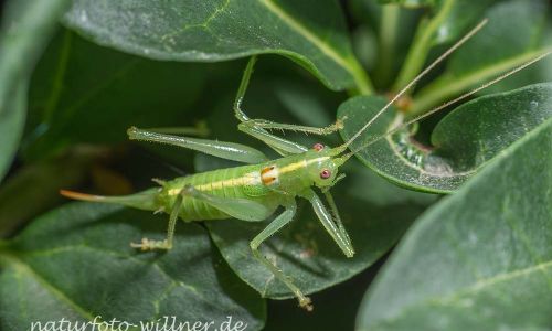 Südliche Eichenschrecke Meconema meridionale Foto W. Willner DSC_5776