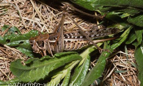 Südlicher Warzenbeißer (Decticus albifrons) Foto W. Willner3
