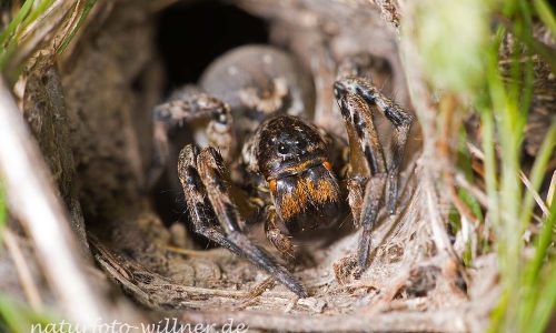 Südrussische Tarantel Alopecosa singorensis Foto W. Willner _9967