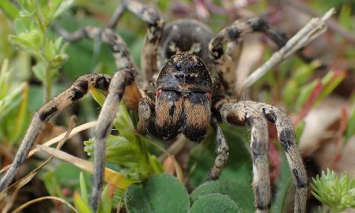 Südrussische Tarantel Alopecosa singorensis Foto W. WillnerP5080001