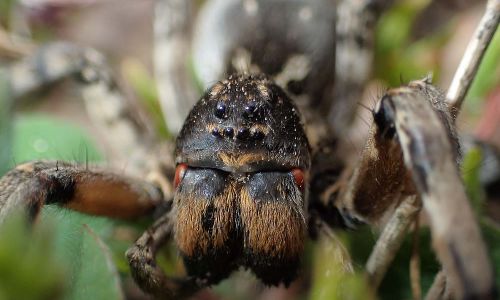 Südrussische Tarantel Alopecosa singorensis Foto W. WillnerP5080007