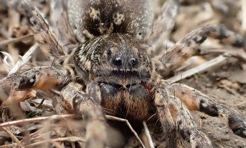 Südrussische Tarantel Alopecosa singorensis Foto W. WillnerP5100401