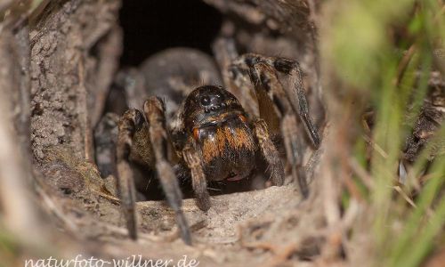 Südrussische Tarantel Alopecosa singorensis Foto W. Willner_8169
