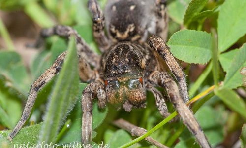 Südrussische Tarantel Alopecosa singorensisRumänien Foto W. Willner_9069