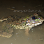 Teichfrosch Rana esculenta 10 Foto W. Willner