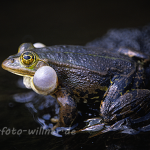 Teichfrosch Rana esculenta 4 Foto W. Willner