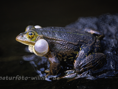 Teichfrosch Rana esculenta 4 Foto W. Willner