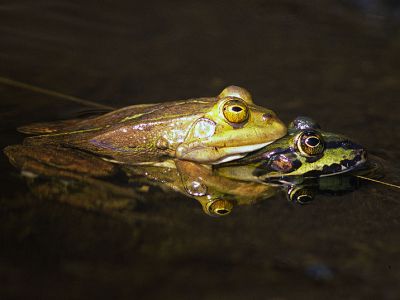 Teichfrosch Rana esculenta 5 Foto W. Willner