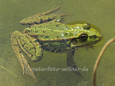 Teichfrosch Rana esculenta 6 Foto W. Willner