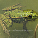 Teichfrosch Rana esculenta 6 Foto W. Willner
