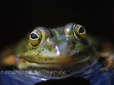 Teichfrosch Rana esculenta 7 Foto W. Willner