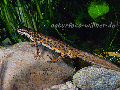 Teichmolch 10 Foto W. Willner