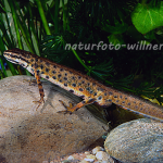 Teichmolch 10 Foto W. Willner