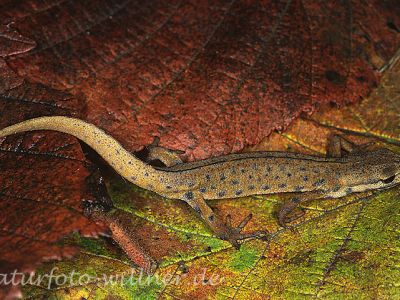 Teichmolch (Triturus vulgaris)