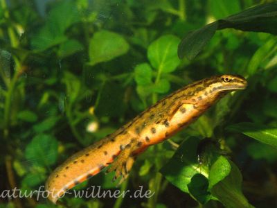 Teichmolch (Triturus vulgaris)