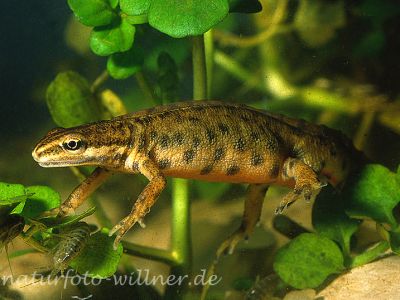 Teichmolch (Triturus vulgaris)