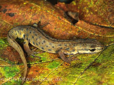 Teichmolch (Triturus vulgaris)