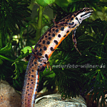 Teichmolch 2 Foto W. Willner