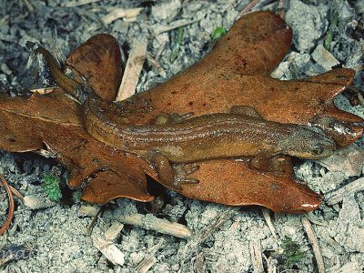 Teichmolch (Triturus vulgaris)