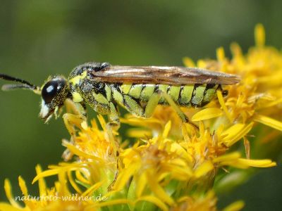 Tenthredo notha Foto W. Willner-P8220843