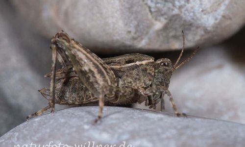Tetrix tenuicornis (Langfühler-Dornschrecke) Foto W. Willner-2