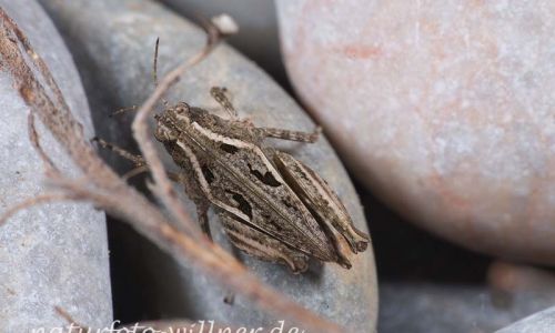 Tetrix tenuicornis (Langfühler-Dornschrecke) Foto W. Willner-5
