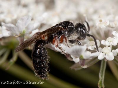 Tiphia femorata Gemeine Rollwespe Foto W. Willner_5087
