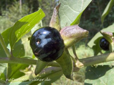 Tollkirsche 1 Foto W. Willner