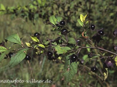 Tollkirsche (Atropa belladonna) 12 Foto W. Willner