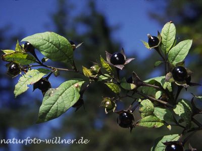 Tollkirsche (Atropa belladonna) 13 Foto W. Willner