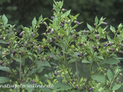 Tollkirsche (Atropa belladonna) 16 Foto W. Willner