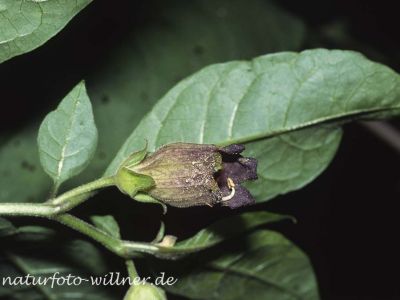 Tollkirsche (Atropa belladonna) 17 Foto W. Willner
