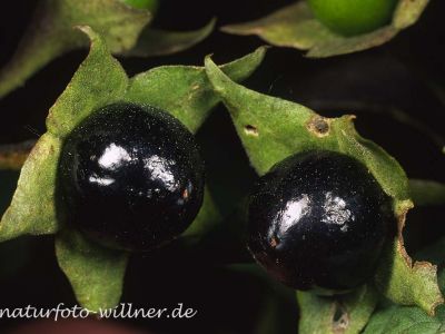 Tollkirsche (Atropa belladonna) 18 Foto W. Willner