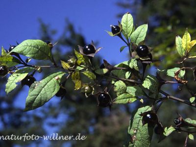 Tollkirsche (Atropa belladonna) 20 Foto W. Willner