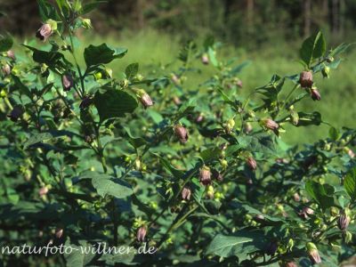 Tollkirsche (Atropa belladonna) 26 Foto W. Willner