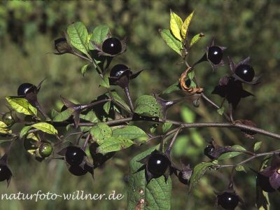 Tollkirsche (Atropa belladonna) 6 Foto W. Willner