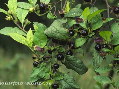Tollkirsche (Atropa belladonna) 7 Foto W. Willner
