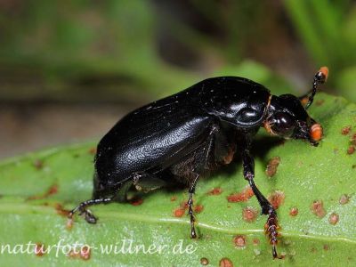 Totengräber (Necrophorus humator) Foto W. Willner-5