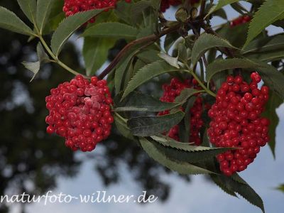 Trauben-Holunder (Sambucus racemosa) Foto W. Willner-2