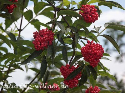 Trauben-Holunder (Sambucus racemosa) Foto W. Willner-8