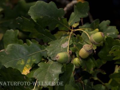 Traubeneiche Quercus petraea Foto Wolfgang Willner Naturfoto-2
