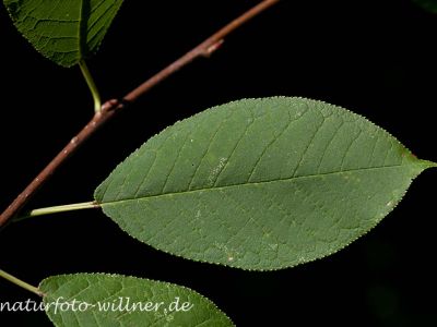 Traubenkirsche Padus prunus Foto Wolfgang Willner Naturfoto