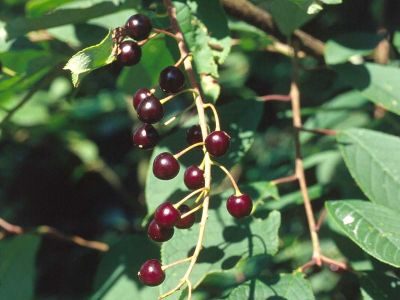 Traubenkirsche (Prunus padus) 10 Foto W. Willner