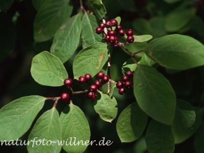 Traubenkirsche (Prunus padus) 13 Foto W. Willner